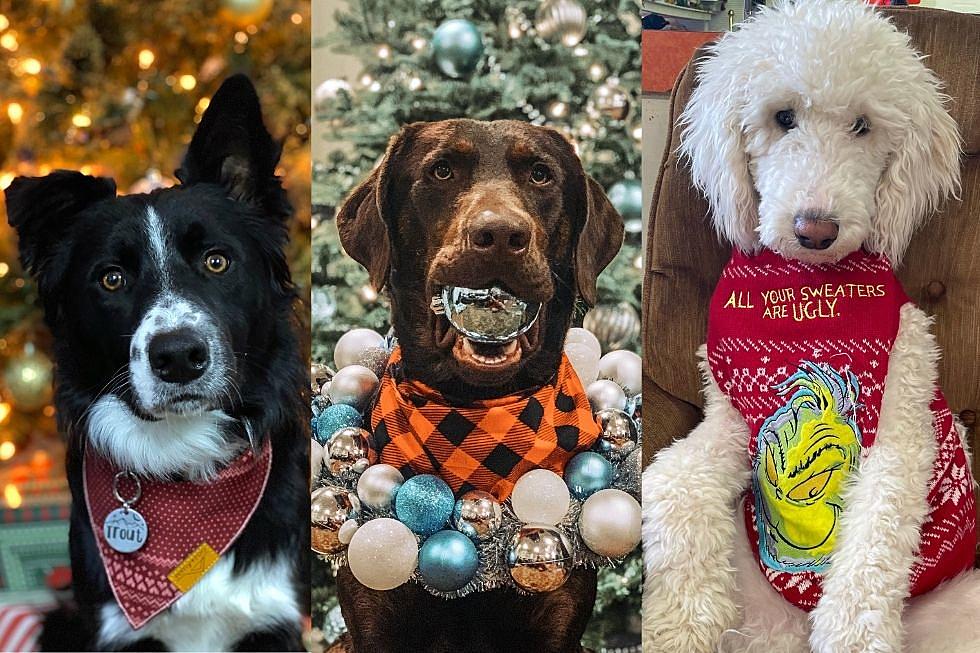 VOTE: 2021 Christmas Pet Photo Contest