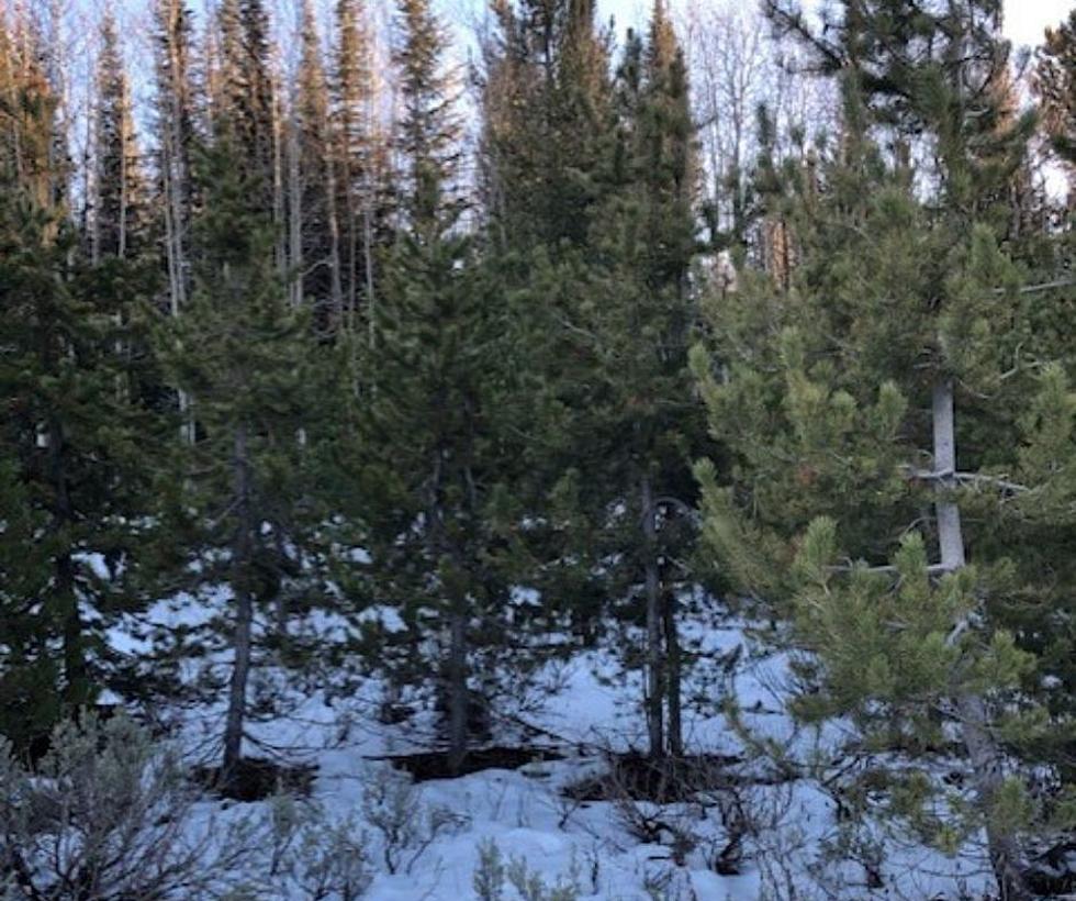 Cutting Down Christmas Trees In Idaho Is Not Like The Movies