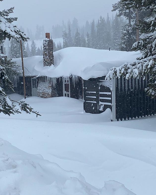 Watch Moose &#038; Man Play In 4 Feet Of Snow At Magic Mountain Resort