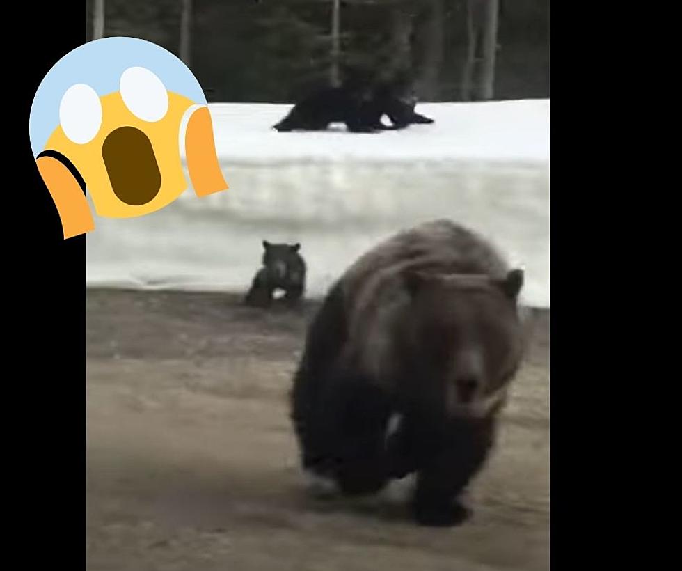 Watch a Big Mama Bear Attack a Car to Protect 3 Cubs