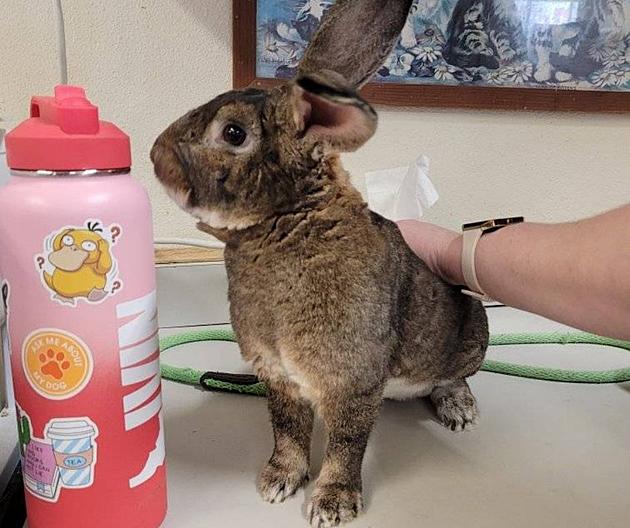 Beautiful Bouncy Bunny Up For Adoption At Twin Falls Animal Shelter