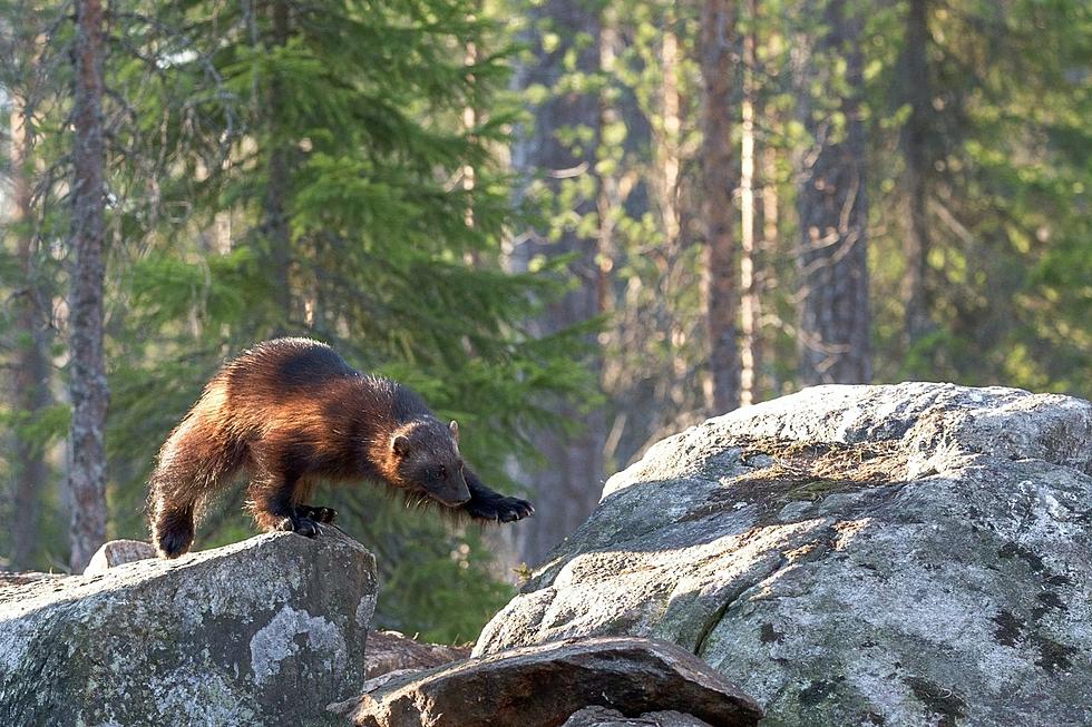 WATCH: Super Rare Spotting of a Wolverine at Yellowstone