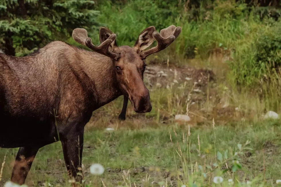 WATCH: Giant Moose Steals Groceries North of Idaho