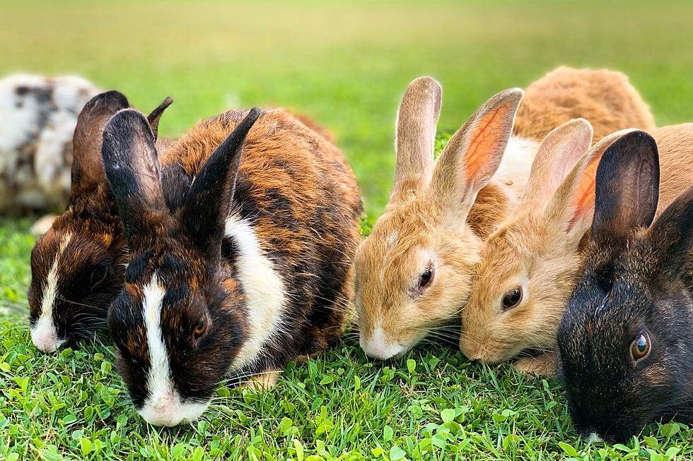 Can You Capture and Keep Wild Bunnies or Rabbits as Pets?