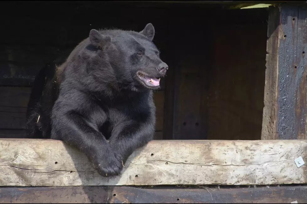 WATCH: Massive Bear and Boy Come Face-to-Face North of Idaho