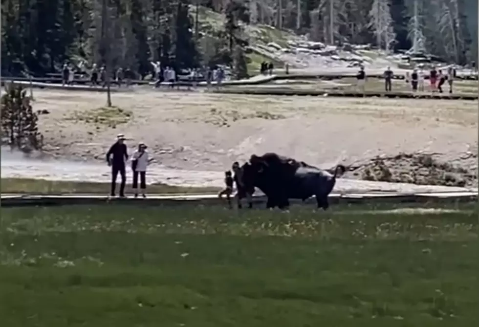 More Of People Getting Too Close To Wild Animals In Yellowstone Ending Badly