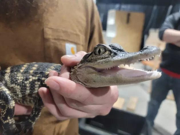 Its Way More Than Fluffy Friends At This Years Twin Falls Reptile Expo