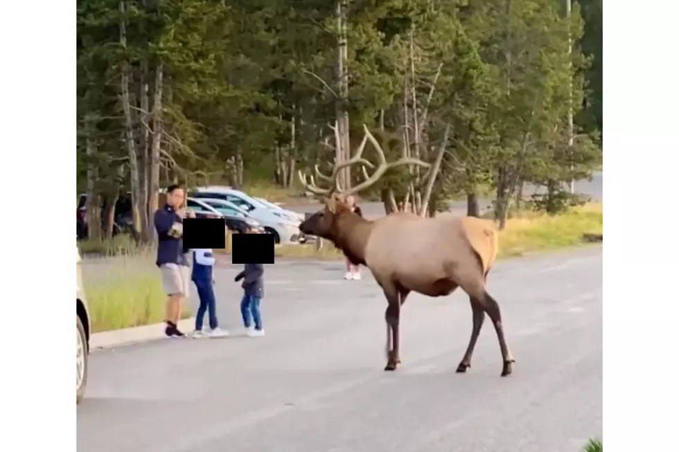 WATCH: Man Puts Children's Lives at Risk for Photo Op with Elk