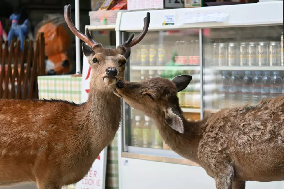 What Would You Do? Wild Animals Want to Shop in the Magic Valley