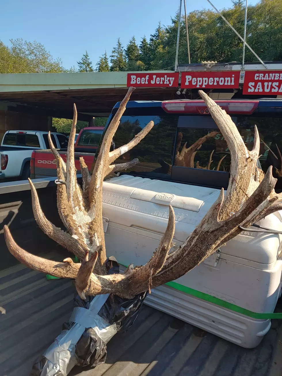 Potential Record Breaking Elk Shot In Idaho And It’s Huge