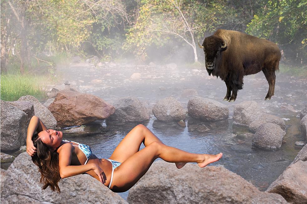 Adding Bison to the Lava Hot Springs Mini Vacation May be the Best Time Out Yet