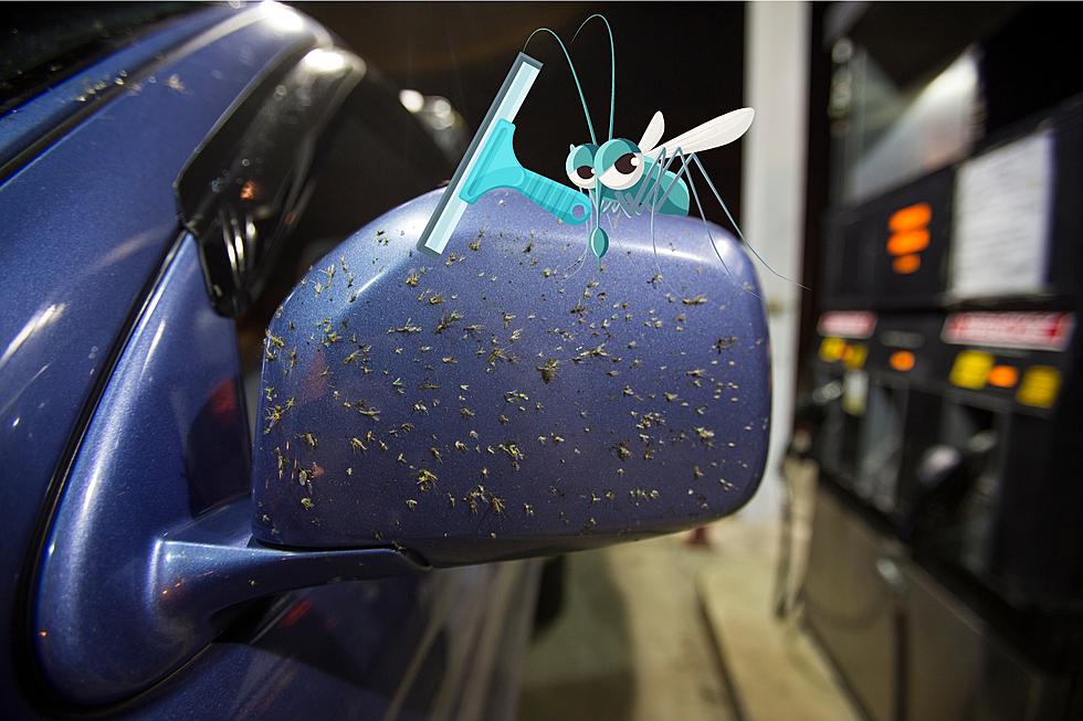 Take it Off Idaho: How to Get Sticky Bugs Off the Car