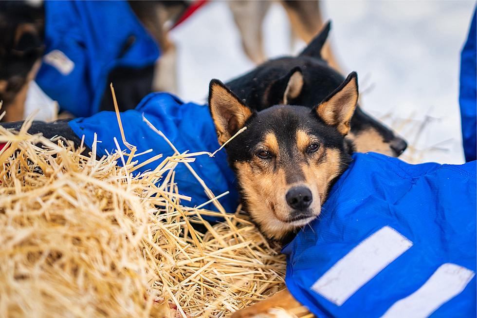 Sled Dogs Itching for January Race in McCall, Idaho