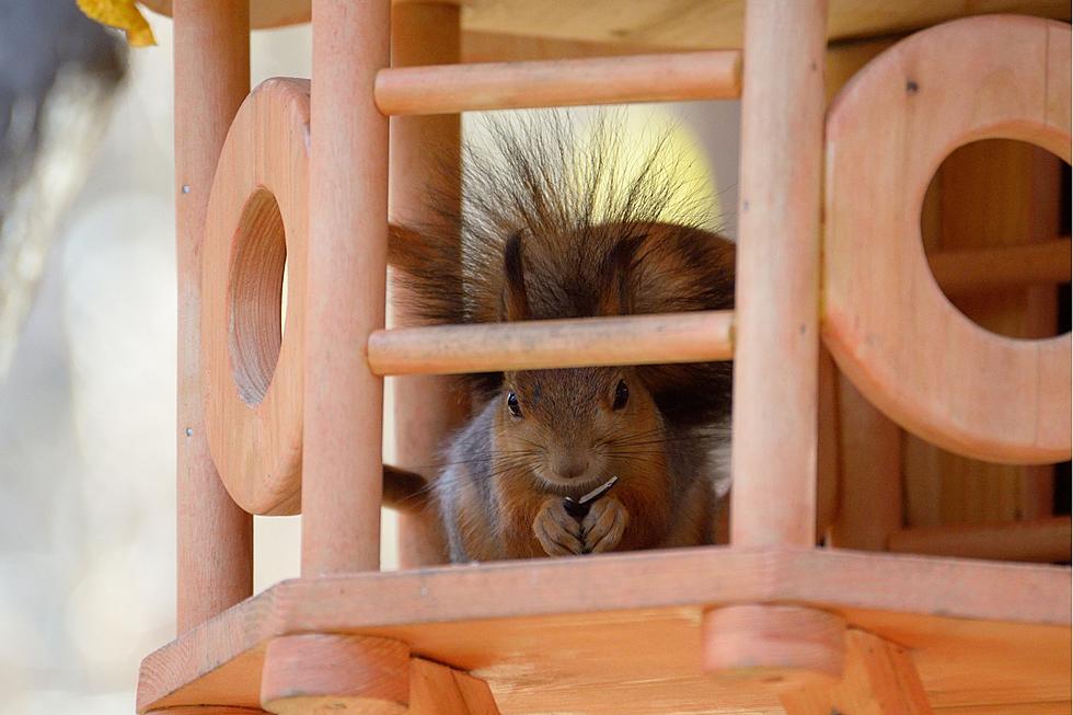 Squirrels: Cute Doesn’t Mean Good For Idaho Homes