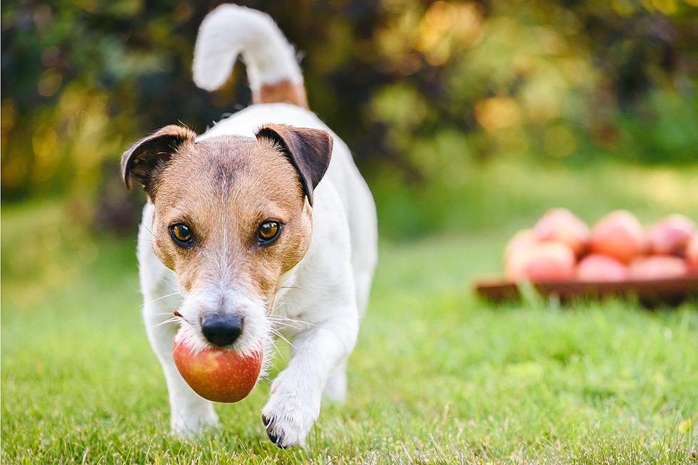 What 11 Human Foods Can ID Give Their Dogs Without Getting Into Trouble?