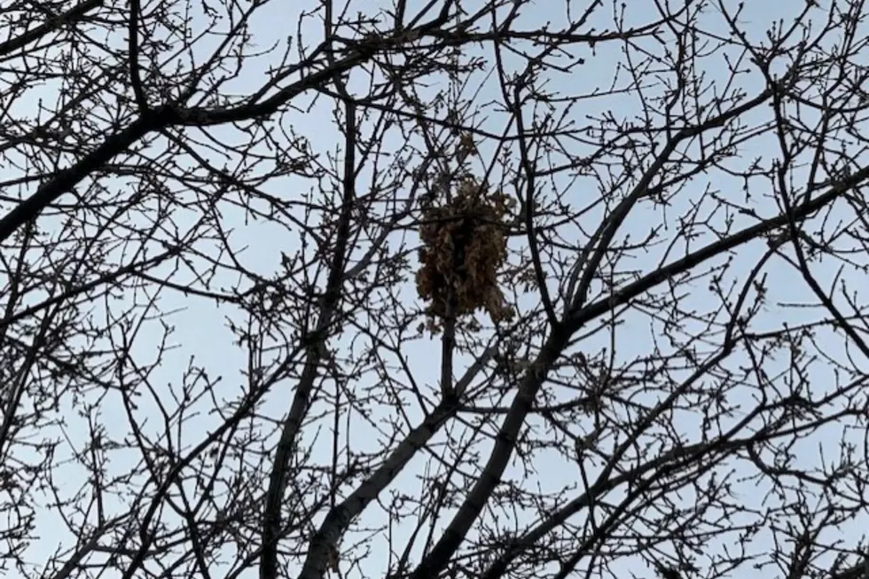 Balls of Leaves in Your California Tree Isn’t a Birds Nest