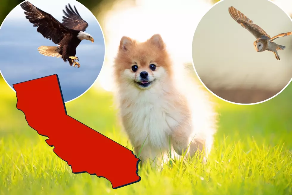 Snatched: Which California Raptors Fly Away with Household Pets