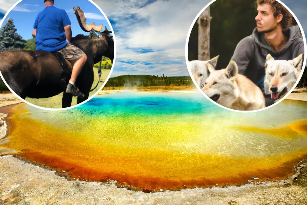 Test Your Knowledge: Yellowstone Wildlife Survival Quiz