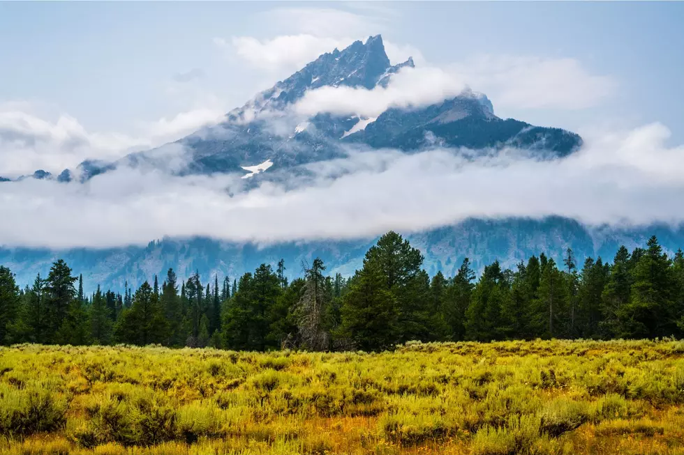 WATCH: The Cutest Yellowstone Video You Will Ever See