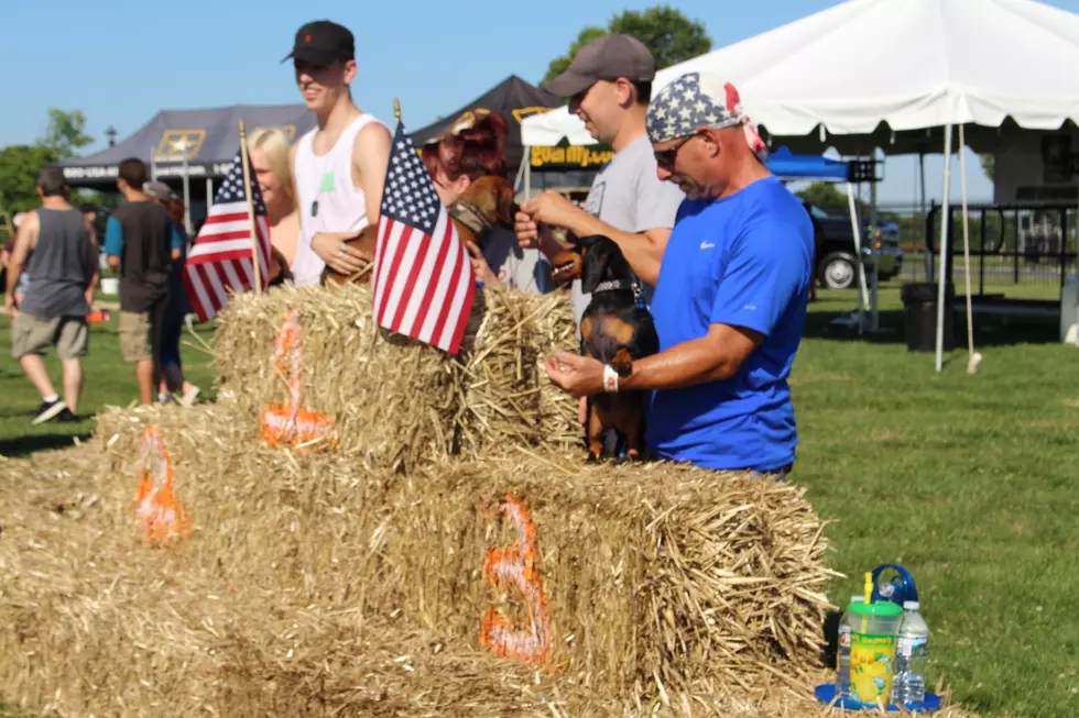 Watch Wiener Dogs Race at Freedom Festival [VIDEO]