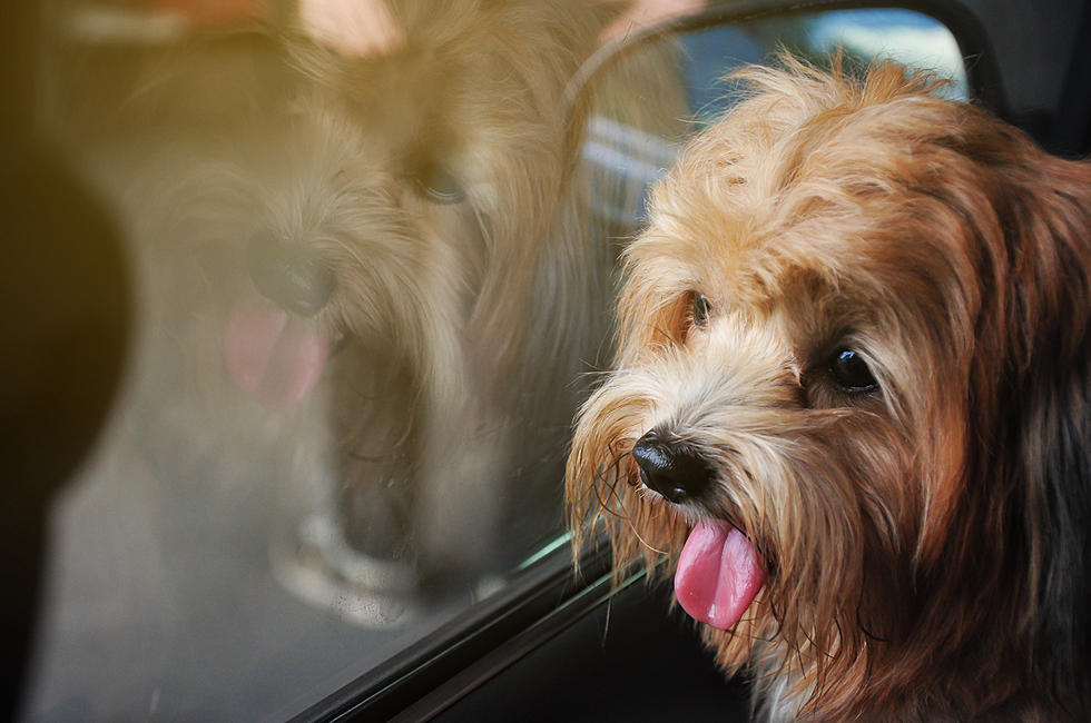 NJ Law &#8212; You Can&#8217;t Break a Window To Save a Dog in a Hot Car