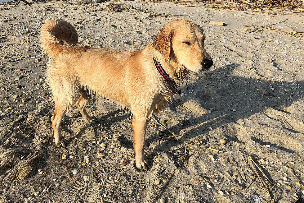 Missing dog who loved beach gets final resting place on Shore