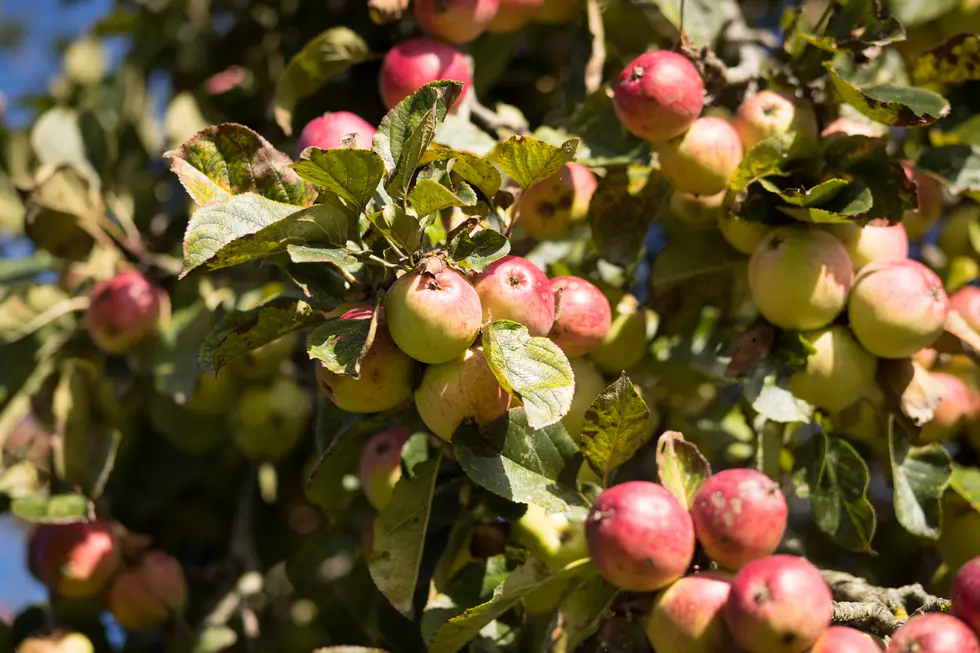 Apple Days Harvest Festival This Weekend At Terhune Orchards