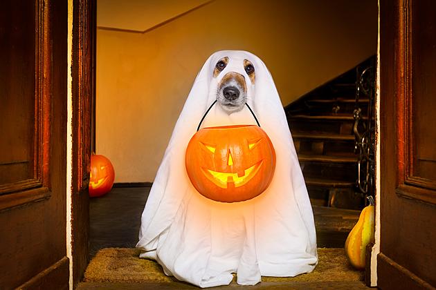 Do You Dress Your Pet Up For Halloween?