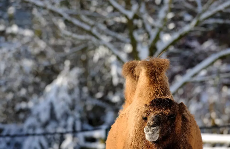 A Camel Was Spotted During Tursday’s Snowstorm in PA