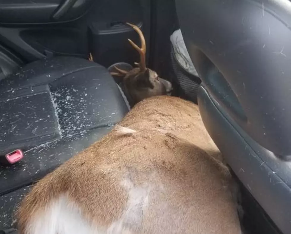 Deer Accident: Howell Resident Drives With Deer In Back Seat