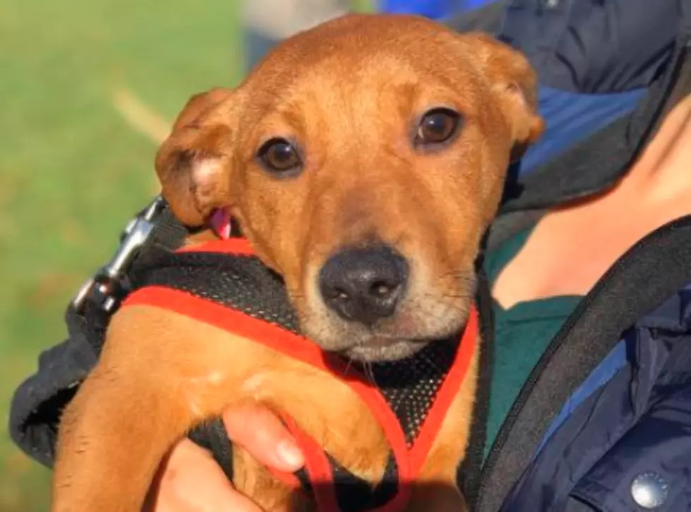 Credit: EASEL Animal Shelter