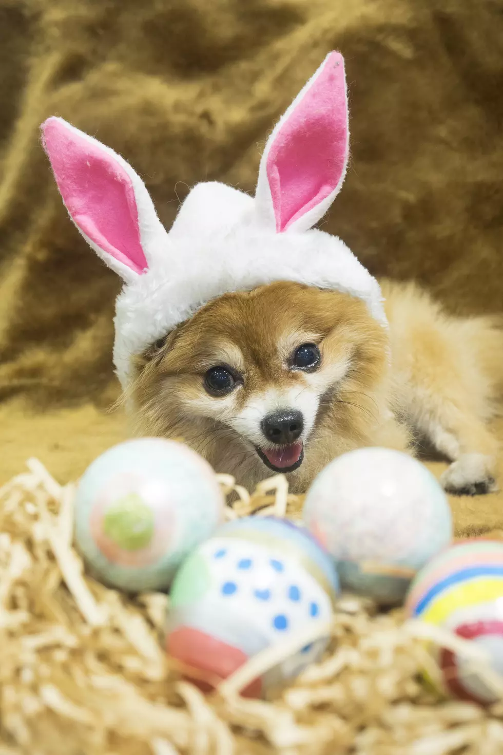 Pet Photos With The Easter Bunny at Quaker Bridge Mall