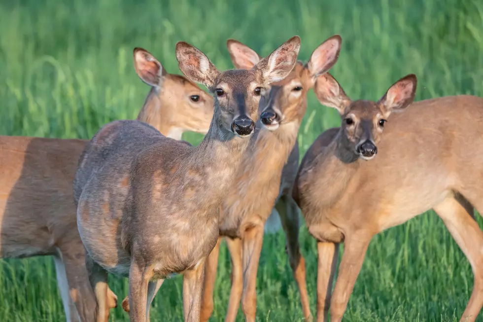 Zombie Deer Disease May be Heading to New Jersey!