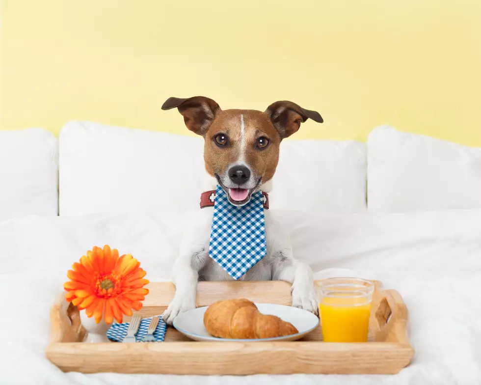 Philly Hotel Offering Gourmet Room Service For Dogs