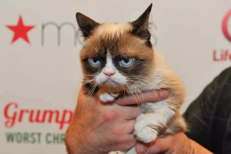 Grumpy Cat, Star of Thousands of Memes, Has Died
