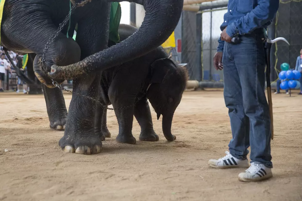 Millionaire Rescues Baby Elephant That Now Lives at Six Flags