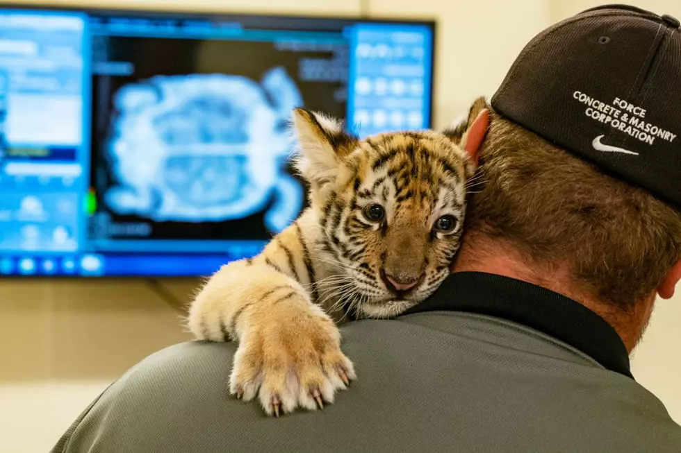 Six Flags Great Adventure Welcomes New Tiger Cub, Carli