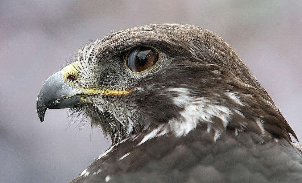 Ocean City Hopes Falcons, Hawks and Owls Will Scare Off Seagulls
