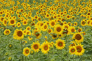 NJ has the largest Sunflower Maze in the East Coast!