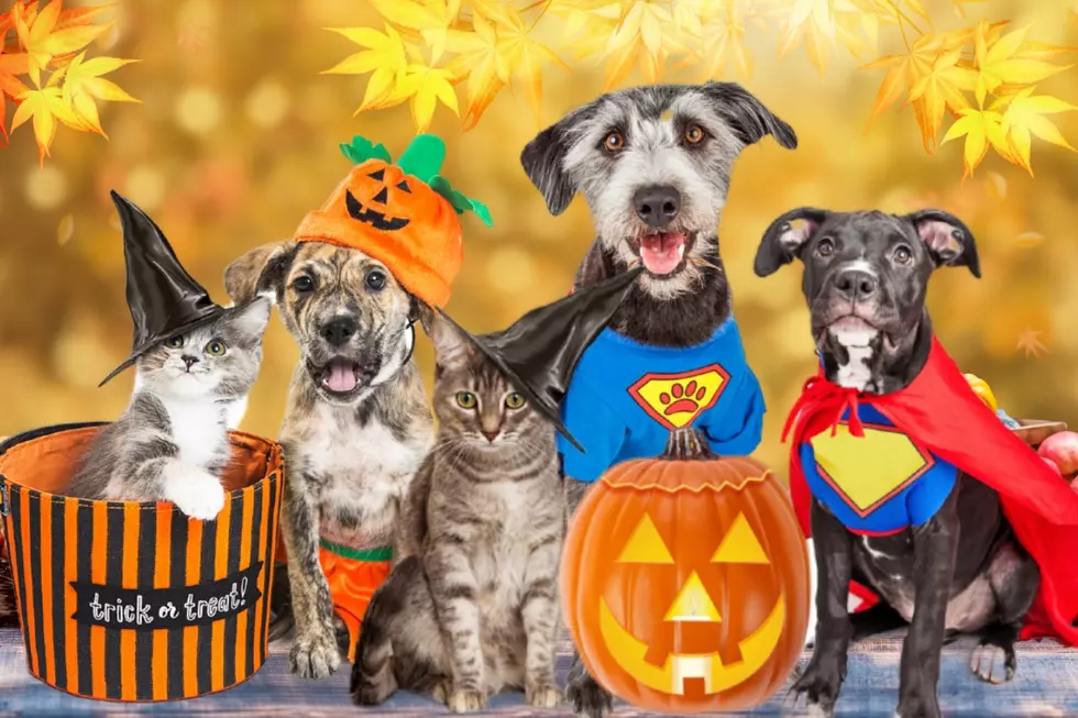 94.5 PST's Halloween Pet Costume Contest