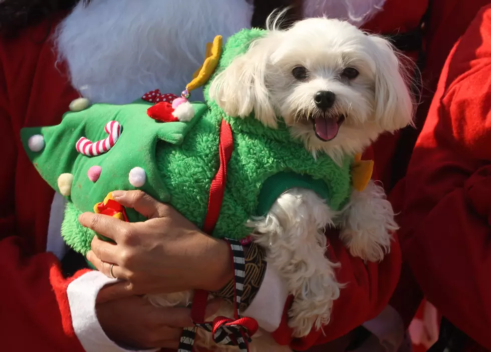Pet Photos with Santa at MarketFair in December