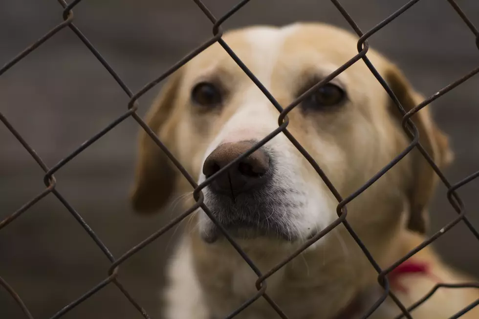 Animal Cruelty is Now a Federal Crime