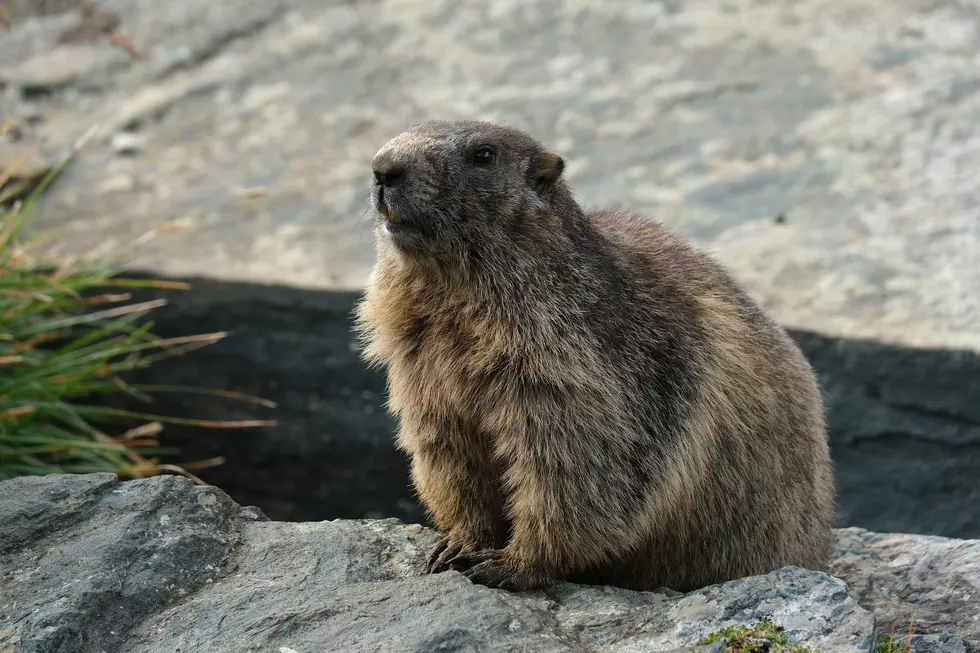 NJ Town Using a Stuffed Animal’s Shadow for Groundhog Day