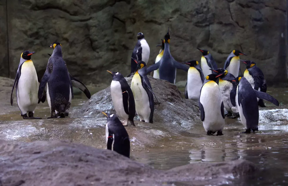 Meet the Penguins at the Philadelphia Zoo on Saturday