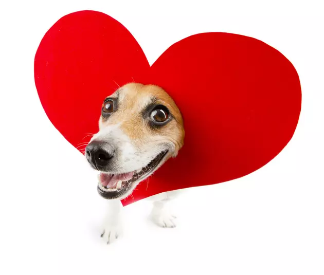 Guess How Much You&#8217;ll Spend on Your Pet for Valentine&#8217;s Day?