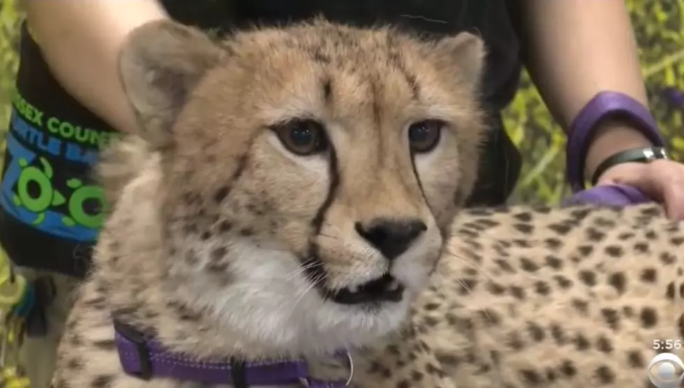 A Cheetah and a Dog at a New Jersey Zoo Are Unlikely Friends