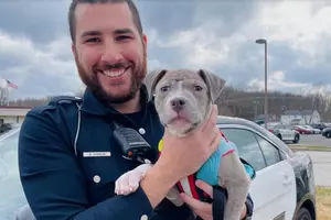 New Jersey Police Officer Adopts Abandoned Pit Bull He Found On Duty