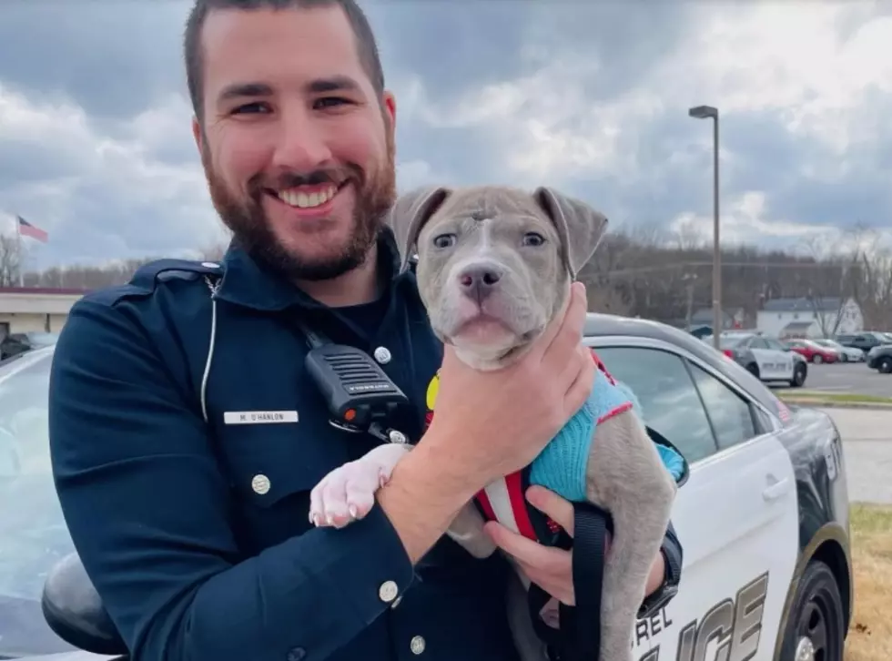 New Jersey Police Officer Adopts Abandoned Pit Bull He Found On Duty