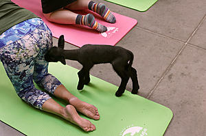 There&#8217;s a Farm in New Jersey that Let&#8217;s you do Yoga with Goats