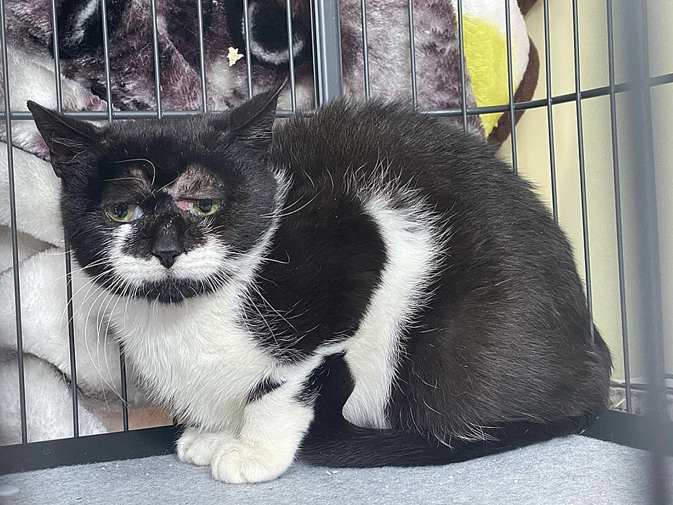 New Jersey Has It’s Own Grumpy Cat & He Needs a Home